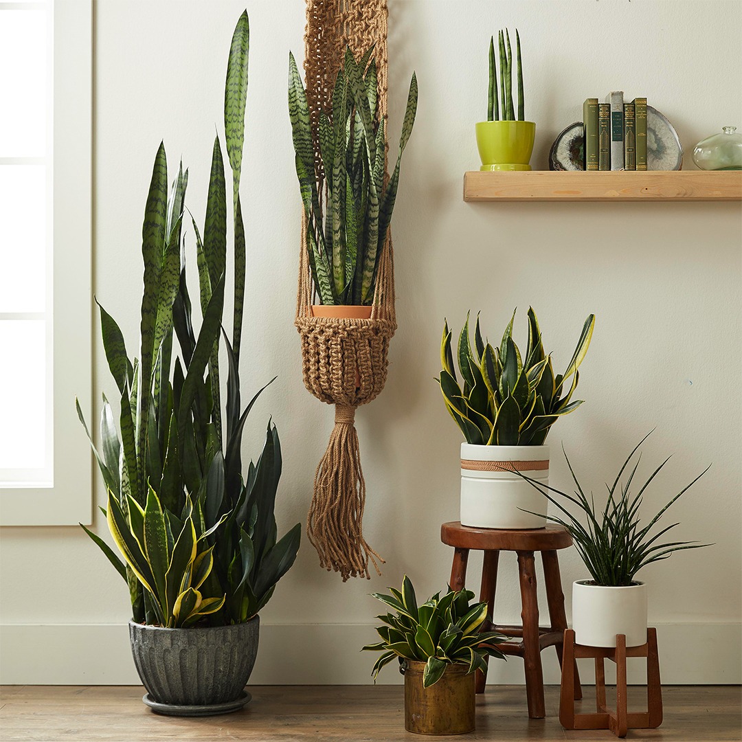 چیدمان گلدان در ئکوراسیون منزل