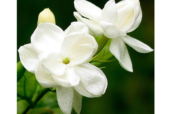 گیاه-یاسمن-سفید