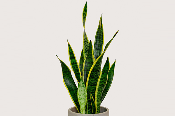 گیاه گل ماری یا سانسوریا