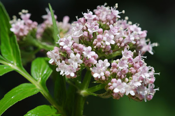 گیاه والرین