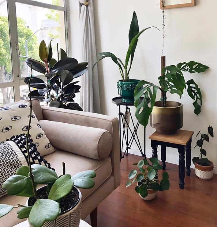 گیاه آپارتمان