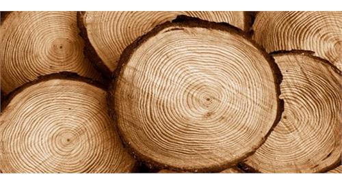 در ساخت مبل شرکتی از چه چوب هایی استفاده می شود؟